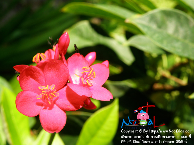 �͡���͡�����ᴧʴ ��͹����������㹷��ѡ (���������ٻ�Ҿ �ѡ���ʺ��� �Ѻ����Թ�ҧ�Ҥ���ʧ���� �������� ��䫴� ������ & ʻ� ��ШǺ���բѹ�� - ˹ٵ��͹)