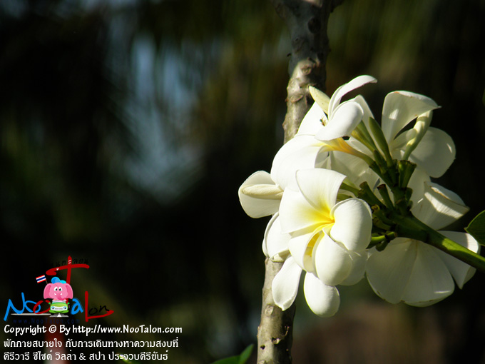 �͡����Ǵ��բ�����Ҵ (���������ٻ�Ҿ �ѡ���ʺ��� �Ѻ����Թ�ҧ�Ҥ���ʧ���� �������� ��䫴� ������ & ʻ� ��ШǺ���բѹ�� - ˹ٵ��͹)