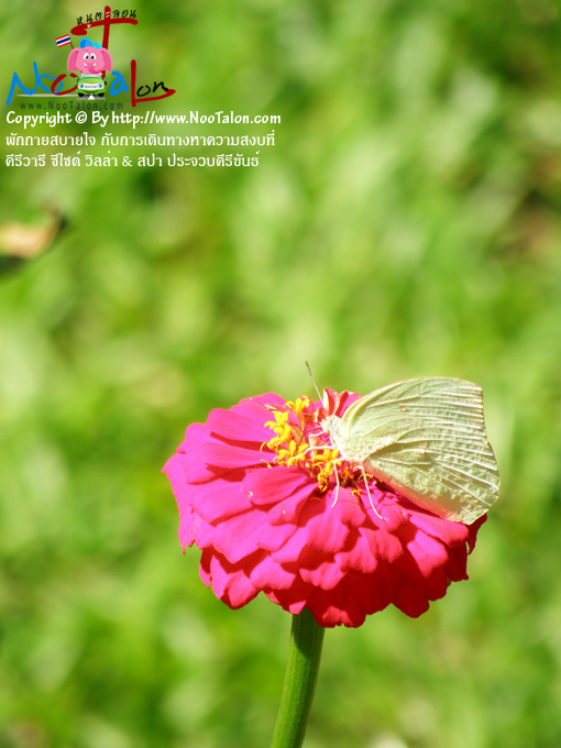 ����������������ҡ������ª�Դ (���������ٻ�Ҿ �ѡ���ʺ��� �Ѻ����Թ�ҧ�Ҥ���ʧ���� �������� ��䫴� ������ & ʻ� ��ШǺ���բѹ�� - ˹ٵ��͹)