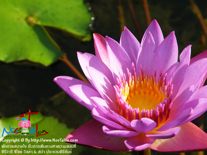 �͡��ǡѹ�ա�ѡ�Ҿ (���������ٻ�Ҿ �ѡ���ʺ��� �Ѻ����Թ�ҧ�Ҥ���ʧ���� �������� ��䫴� ������ & ʻ� ��ШǺ���բѹ�� - ˹ٵ��͹)