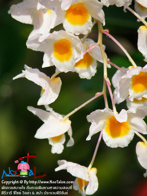 ��ѧ�����͡����٪������ (���������ٻ�Ҿ �ѡ���ʺ��� �Ѻ����Թ�ҧ�Ҥ���ʧ���� �������� ��䫴� ������ & ʻ� ��ШǺ���բѹ�� - ˹ٵ��͹)