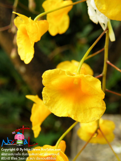 �͡���������ͧʴ�� (���������ٻ�Ҿ �ѡ���ʺ��� �Ѻ����Թ�ҧ�Ҥ���ʧ���� �������� ��䫴� ������ & ʻ� ��ШǺ���բѹ�� - ˹ٵ��͹)