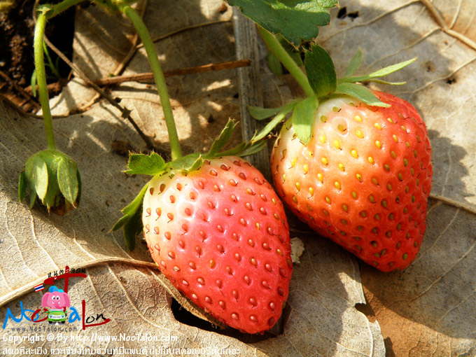 �١�˭�� (���������ٻ�Ҿ ʵͷ������ԧ �����§����ǹ���Ᾱ������ʵ������ѹ��� - ˹ٵ��͹)