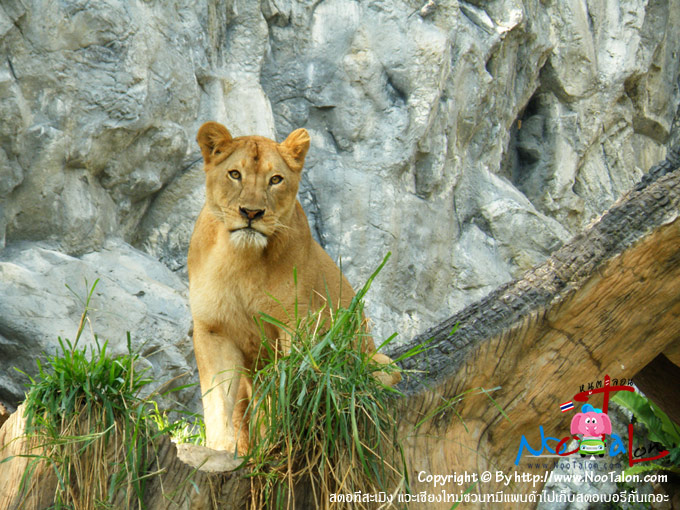 �ͧ�ҷҧ������ ʧ��¨���ҡ�Թ�������ҡ����� ���������� (���������ٻ�Ҿ ʵͷ������ԧ �����§����ǹ���Ᾱ������ʵ������ѹ��� - ˹ٵ��͹)