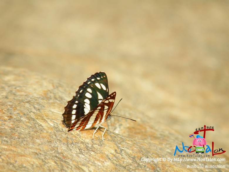 �����ҧ�������ʹء��Ѻ ���Ѻ�ѹ��ҡ��ͧ�����ٴ��� (���������ٻ�Ҿ ���͹� ���͹��� - ˹ٵ��͹)
