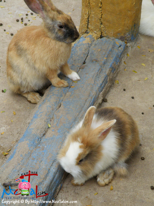 �Ҵ٤�������ѡ�ͧ��ҡ�е��¹��¡ѹ