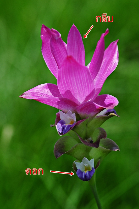 .....�Ѥ���ȹ���º͡���....�͡��������ҹ��ҧ ��ǹ��պ������ժ��ٹ������������ŧ�����Ҽ���.