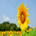 �ҹ��觷ҹ���ѹ�ҹ�ؾ�ó����