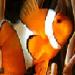 ʶҹ�ʴ��ѹ����ѵ����ʧ��� (Songkhla Aquarium)  : 