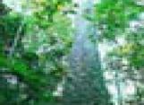 �ط�ҹ��觪ҵ������� : �ҡ